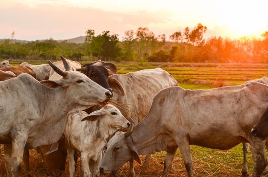 Cow grazing in a sunset meadow in Thailand.