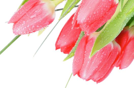 Beauty Spring Magenta Tulips with Leafs, Green Grass and Water Drops isolated on white background