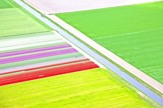 Dutch colourful flower field from above