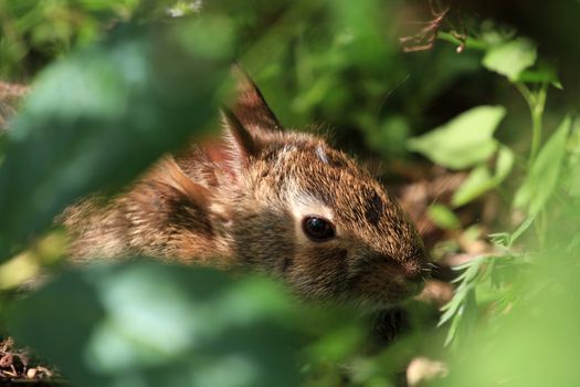 Young Cotton-tail Rabbit warming in morning sun
