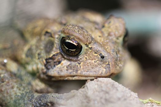 Toad coming out of mud in spring warming in sun