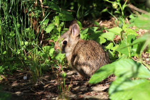 Young Cotton-tail Rabbit warming in morning sun