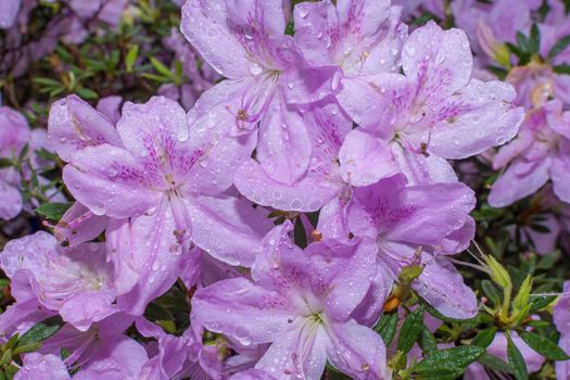 Beautiful flowers after the rain