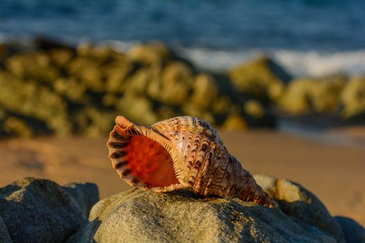 Seashell beach water decoration, exotic  water,