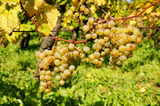 reife Rieslingtrauben am Weinstock
