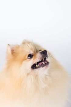 Pomeranian show champion dog, on white background