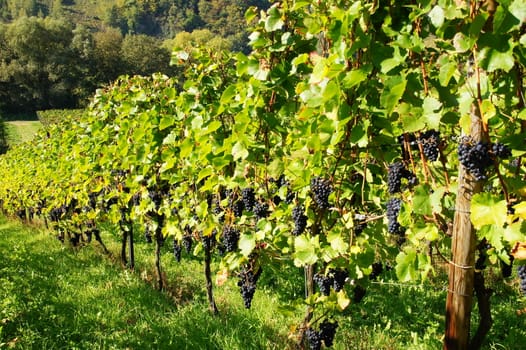 Dornfelder Weinberg im Moseltal
