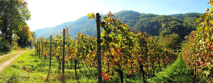 Weingarten im Herbst Panorama
