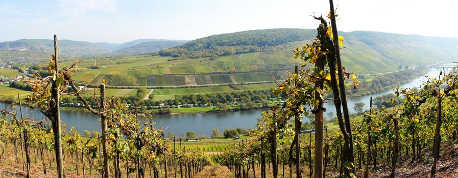 Weinberg an der Mosel bei Pünderich und Reil Panorama