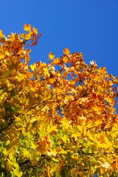 bunte Blätter des Spitzahorn im Herbst