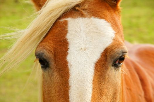 Augen und Haare eines Haflingers
