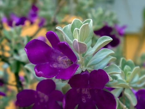 Asian Bush with  silvery leaves and flowers.