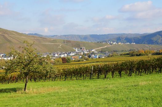 Kinheim und Kindel an der Mosel im Herbst
