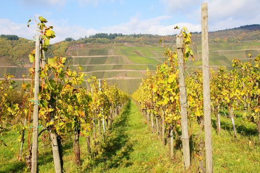 Weingarten bei Lösnich an der Mosel im Herbst