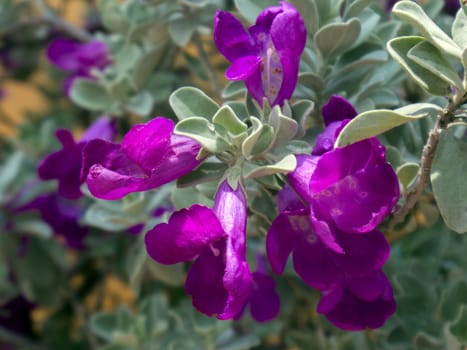 Asian Bush with small rounded, finely pubescent silvery leaves and flowers.