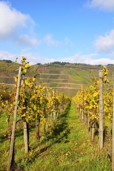 Weingarten bei Lösnich an der Mosel im Herbst