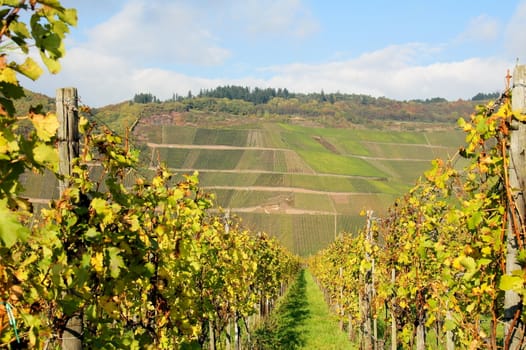 Weinberge bei Erden und Lösnich an der Mosel