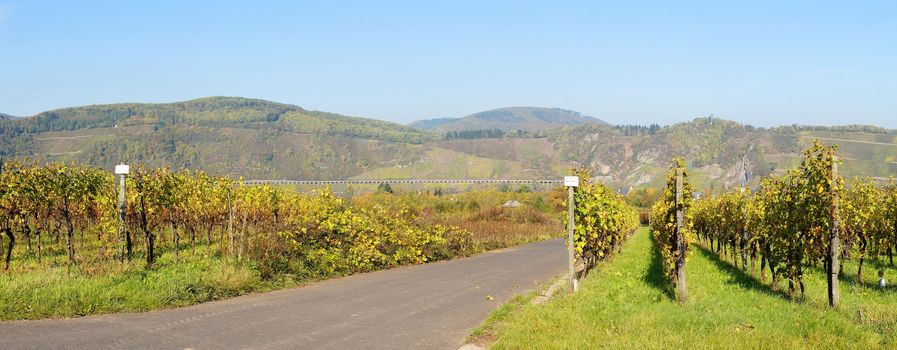 Weinlandschaft bei Pünderich an der Mosel Panorama