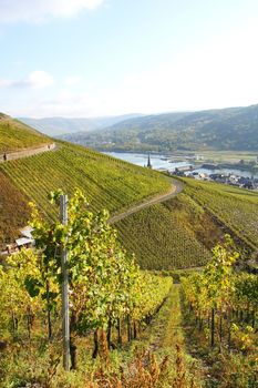 Weinberge bei Zeltingen an der Mosel mit der Schleuse rechts
