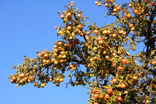 Apfelbaumzweig mit reifen Äpfeln