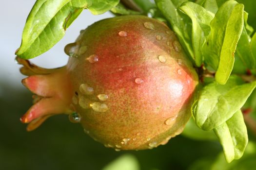 Closeup of pomegranate on the Greek island Skopelos