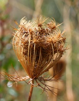 Closeup of unknown spiny plant on Greek island Skopelos