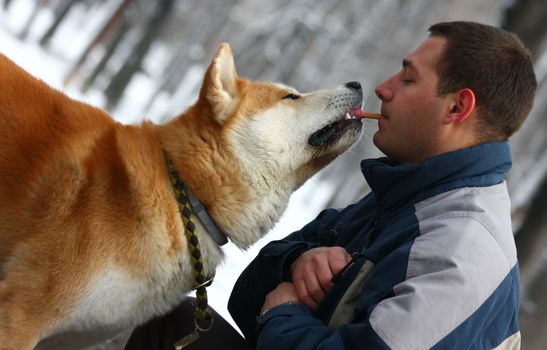 Japanese dog Akita inu ,taking cracker from young man,his owner in Belgrade,Serbia