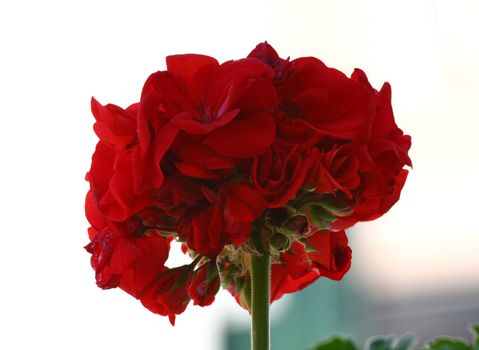 Pelargonium on the garden terrace
