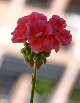 Pelargonium on the garden terrace