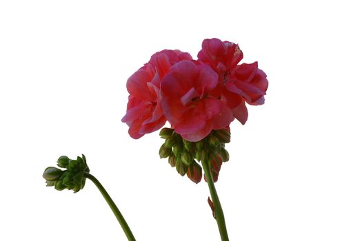 Pelargonium on the garden terrace isolated on white