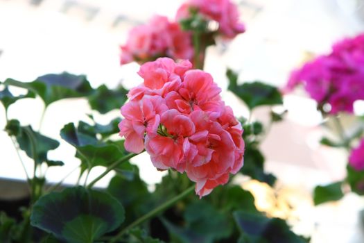 Pelargonium on the garden terrace