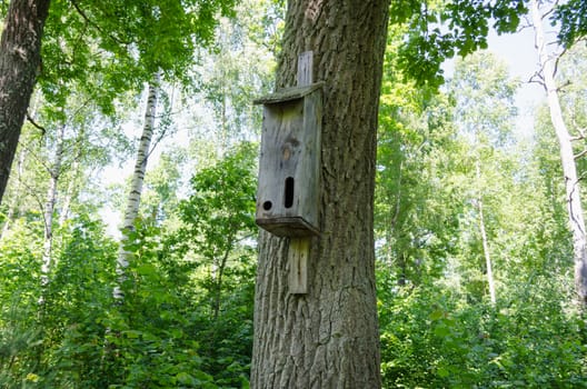 wooden nesting box with two manhole birds on old birch in summer forest