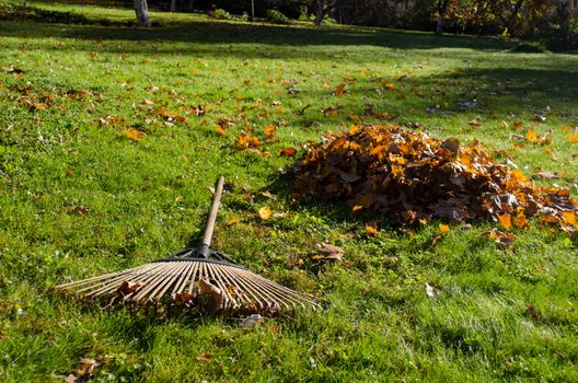 large rake lying next to piles of autumn leaves in yard