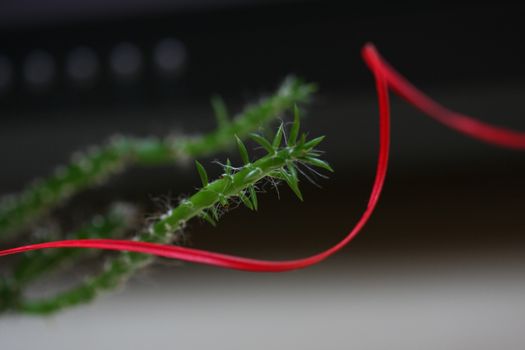 Cactus and red thread