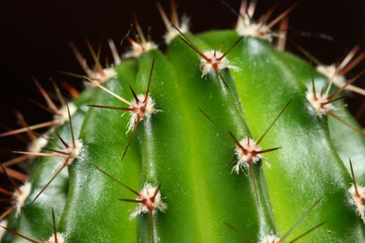 Cactus spikes closeup