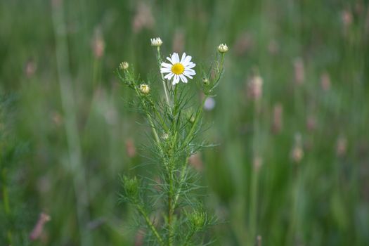 Chamomile in the field