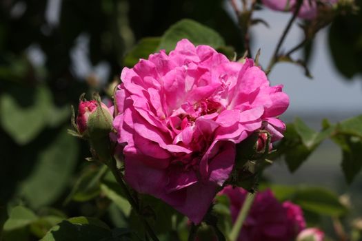 Pink rose in the garden