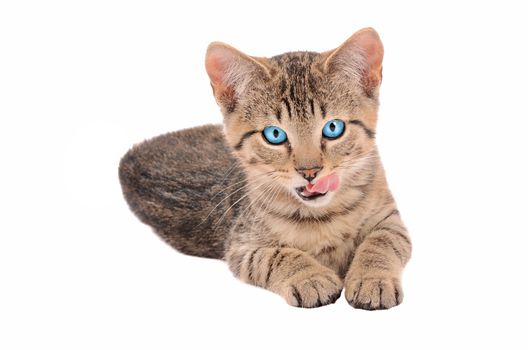 blue eyed tabby kitten with tongue out on white