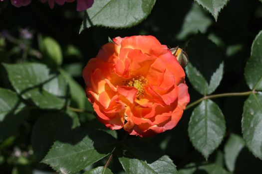 Orange rose in the garden