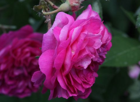 Pink rose in the garden