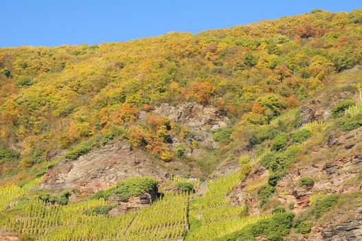 Wald und Weinberge im Herbst
