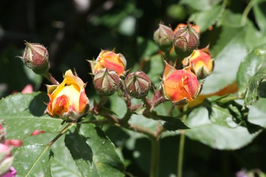 Buds of roses in the garden