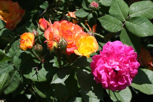 Roses in the garden
