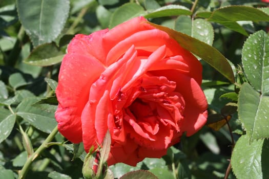 Red rose in the garden