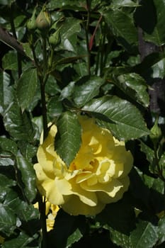 Yellow  rose in the garden