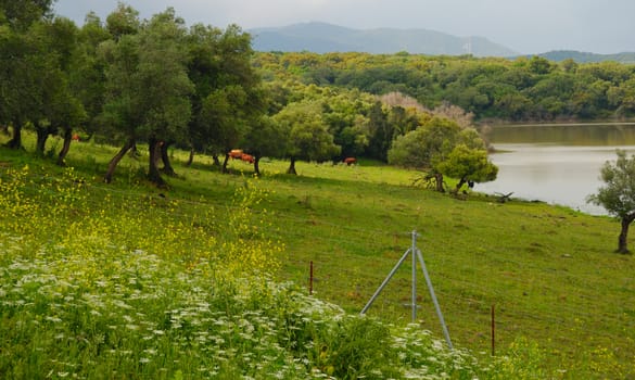 Countryside of the province of Cadiz, Spain, and it is a habitat for  the bulls