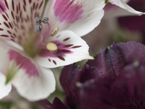 A macro shot of an alstroemeria flower