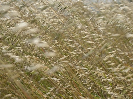 Close-up of grass tending a breath of wind