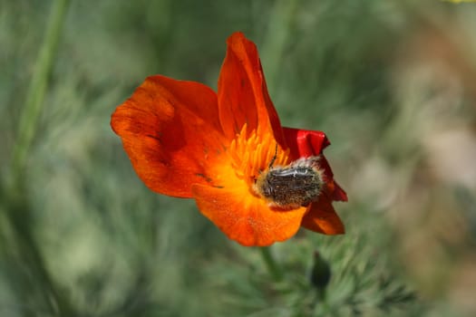 Insect attacks a flower of marigold in the village garden