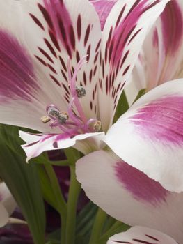 A macro shot of an alstroemeria flower